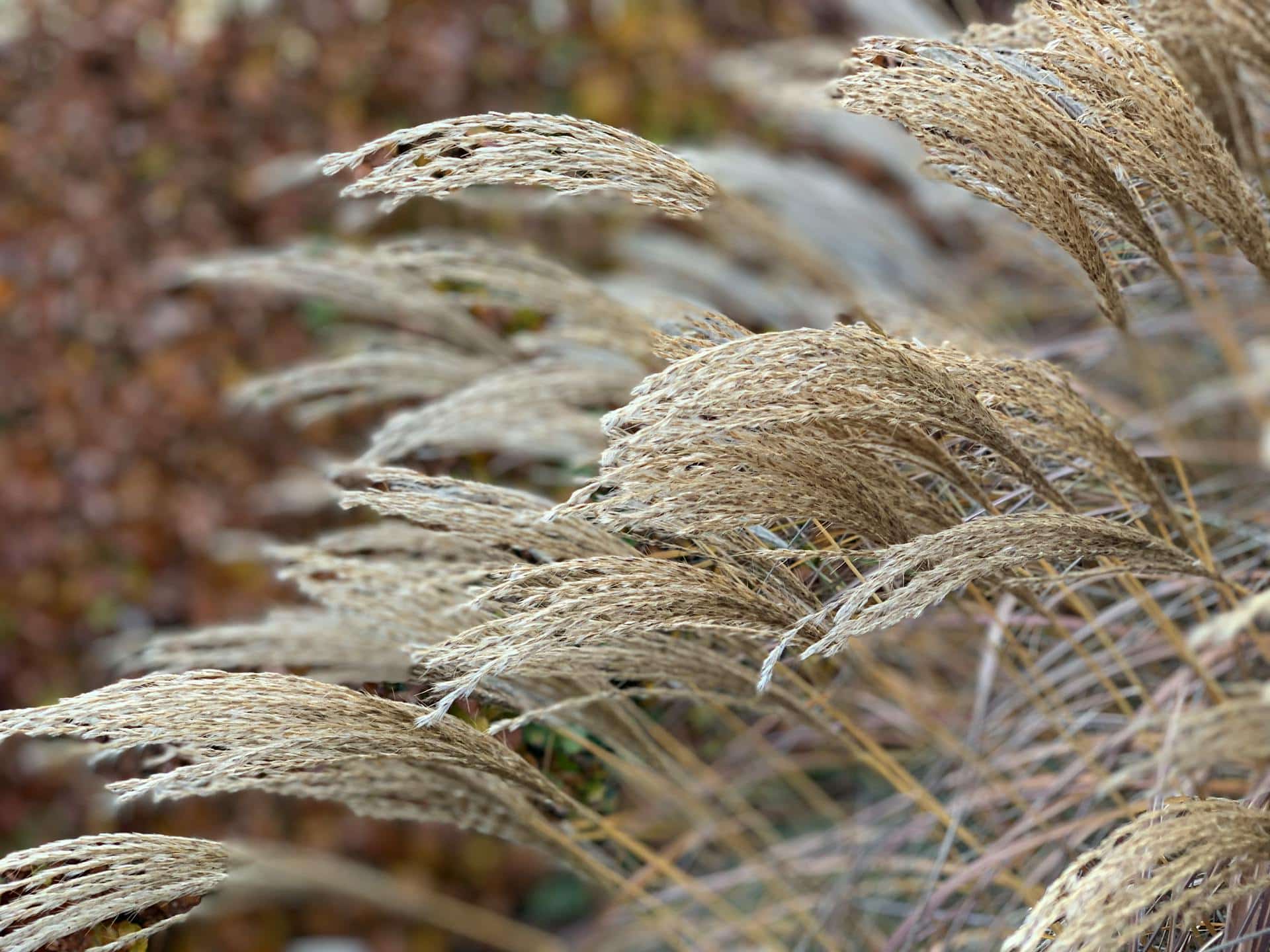 miscanthus pour chauffage